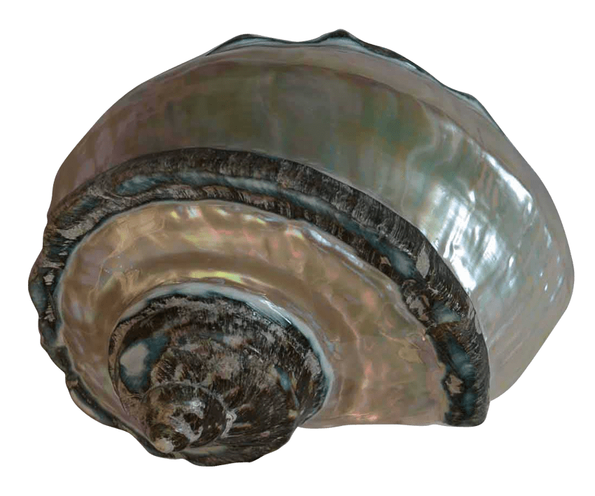 Australian Mother of Pearl Co. Pty Ltd